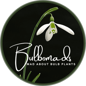 bulbomads