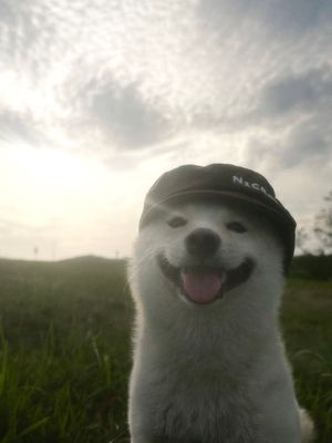 ohey