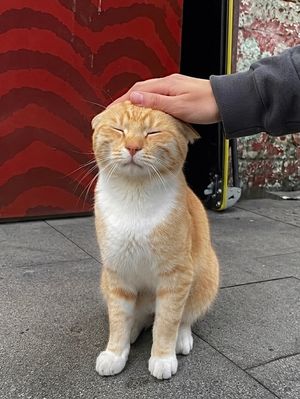 friendlyorangecat