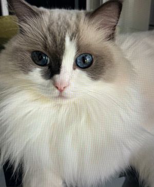 ragdollvalentinableu