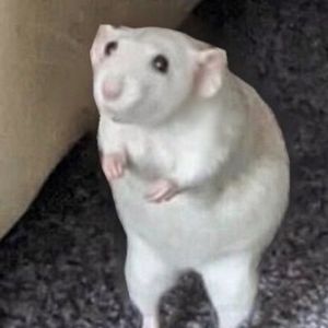 rabbijeff