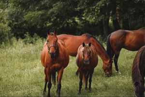 hiddenspringshorserescue