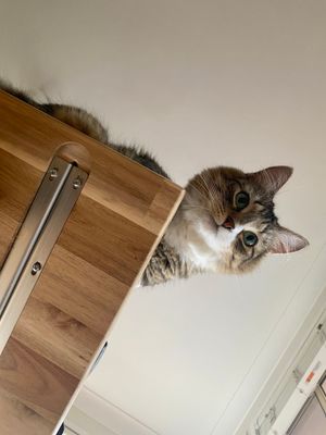 butterscotchthefluffycat