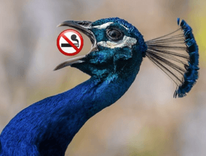 apeloeconpluma