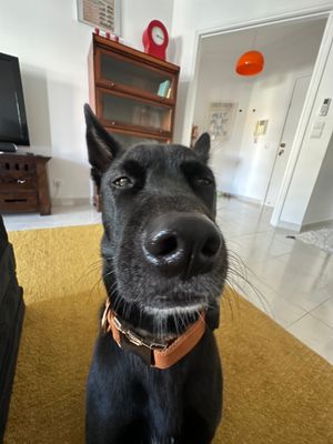 fintherescue