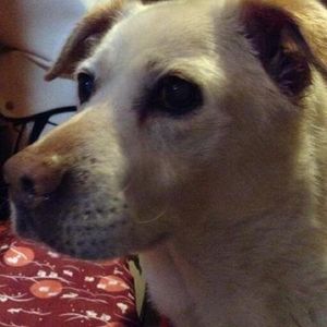 euonymuslke