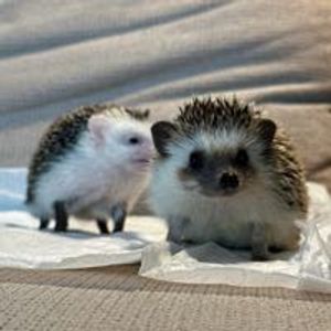 rickthehedgehog