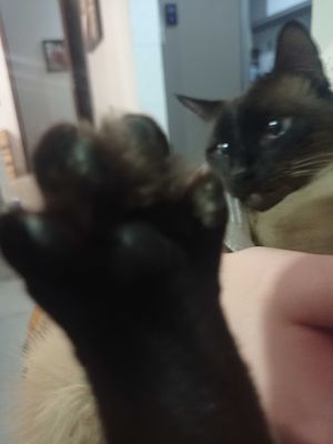 plajiw