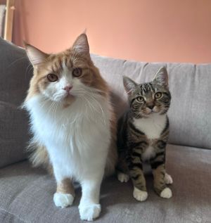 magnusandtoddhq
