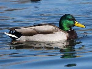 nickyaduck