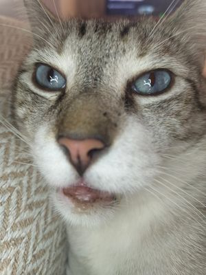 guillermoml