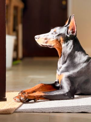 aryathedoberman