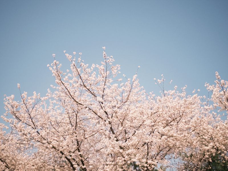 Lovely cherry blossom 🌸