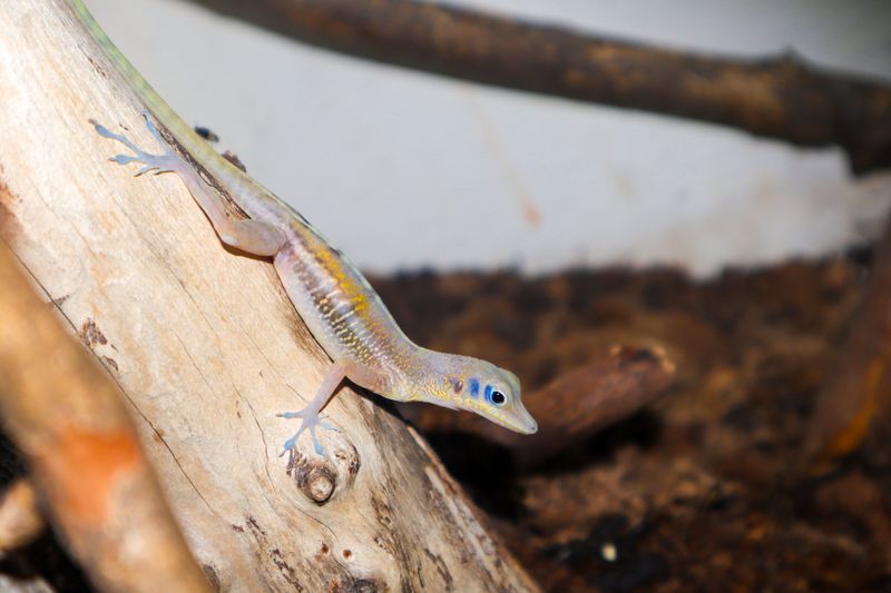Anole are cool