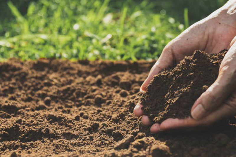 Dana: A Fistful of Soil, the Monk Who Put Back the Banana, and What the Dog Knew About Kin