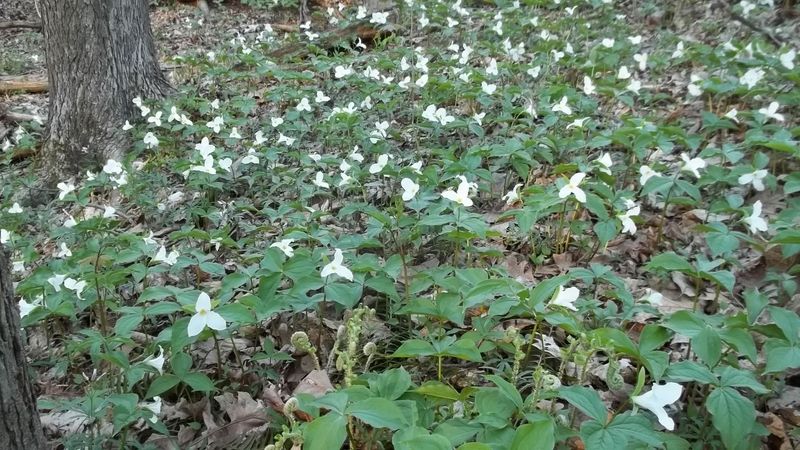 National Native Plant Month April 2026