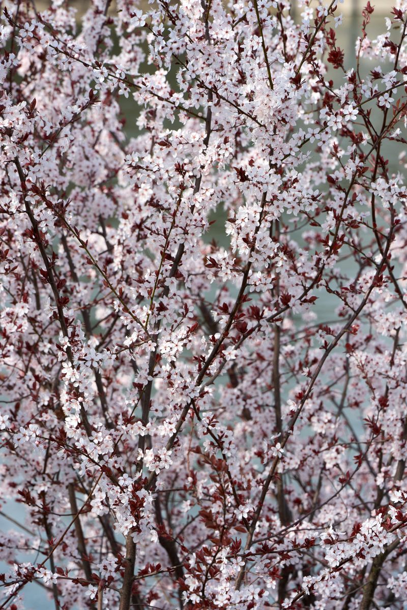 There Is Something About Spring