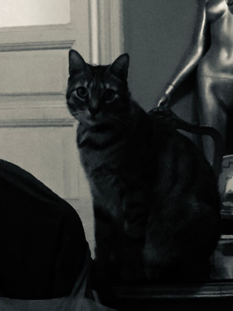 An Ordinary Cat