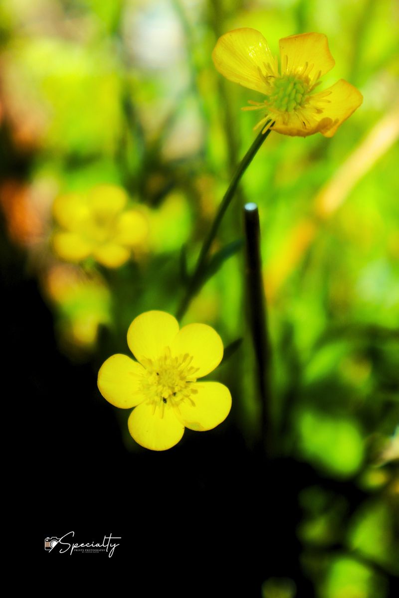"Beauty in the Small Things"