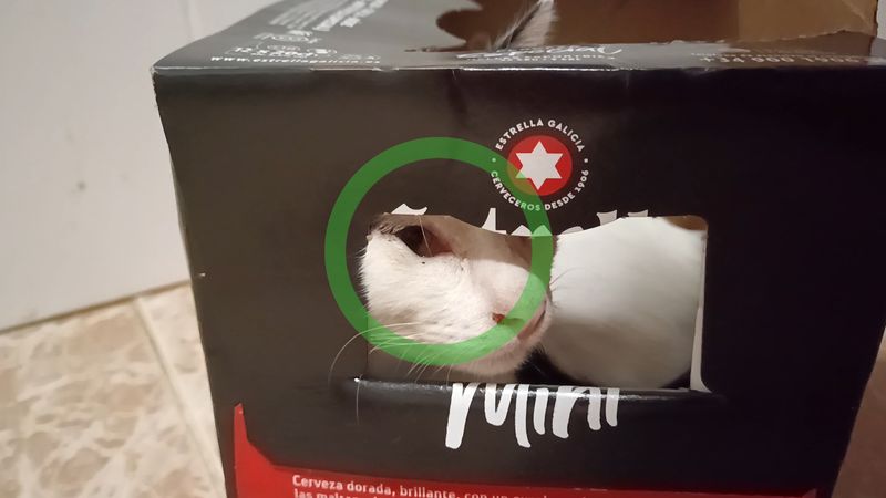 Mininos jugando con una caja - ¿Por qué les vuelve tan locos?