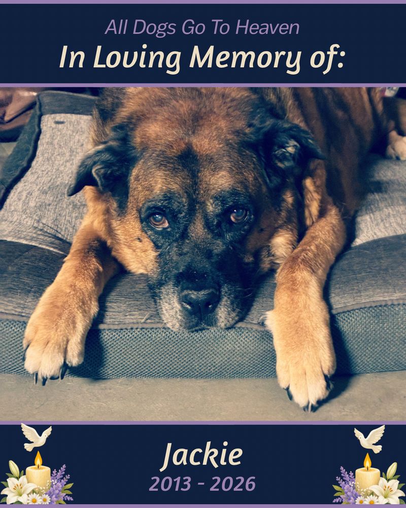 All Dogs Go To Heaven; Jackie Flew Away Today.