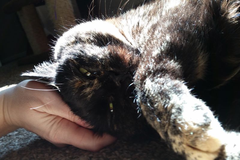 Survival Techniques, Part 7: Pets