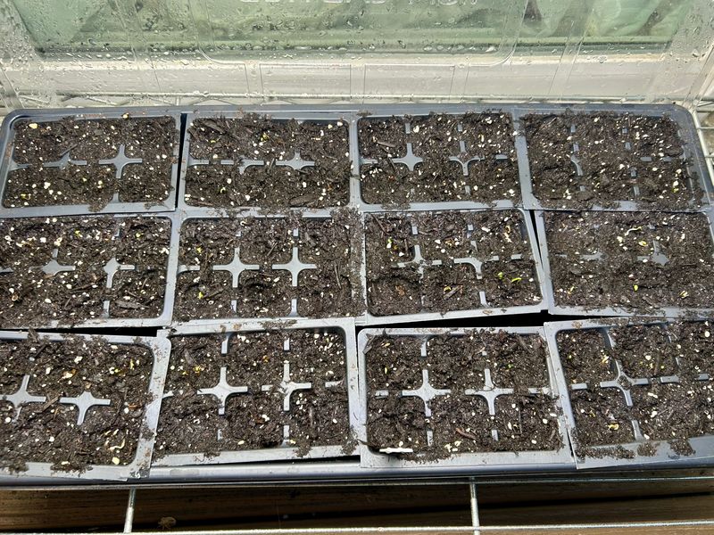 I see sprouts!