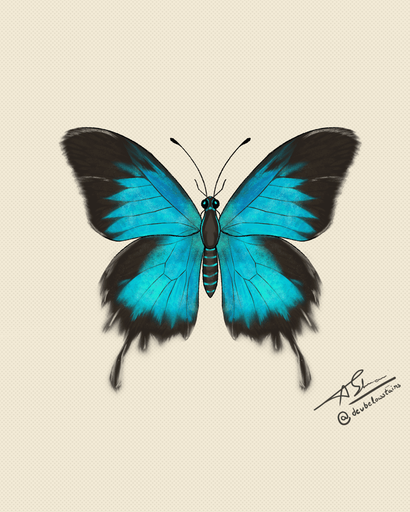 Barboleta