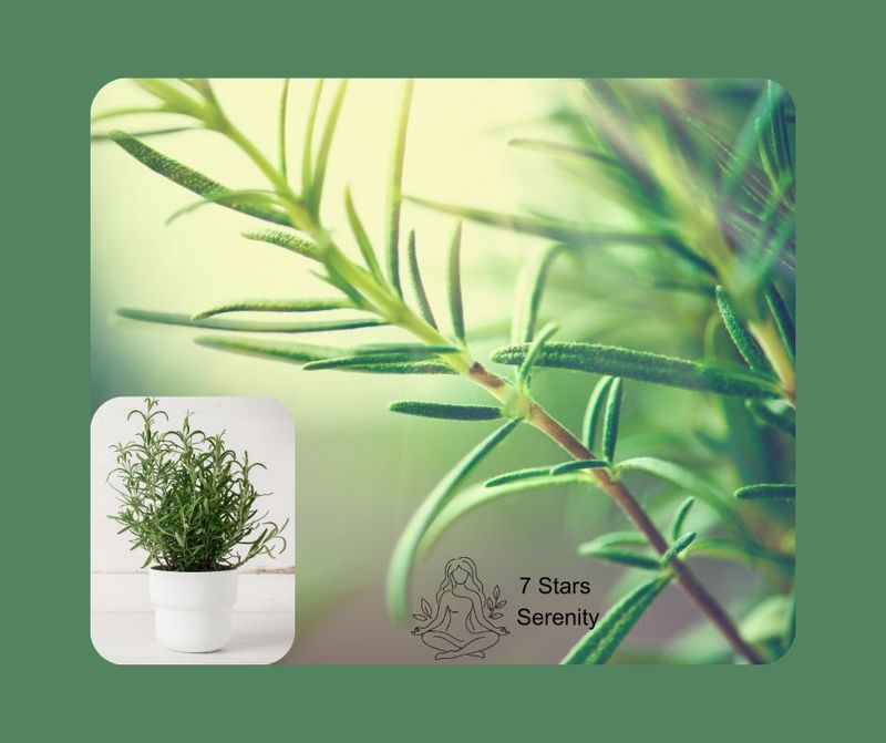Rosemary