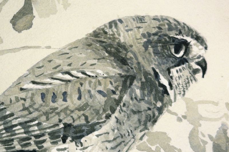 The Story of "The Fuertes Owl"