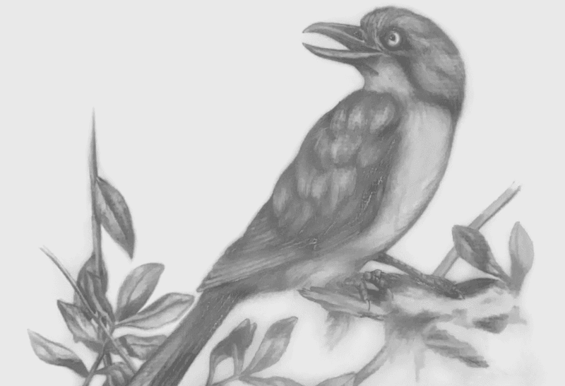 Road Kill and a Poisonous Bird