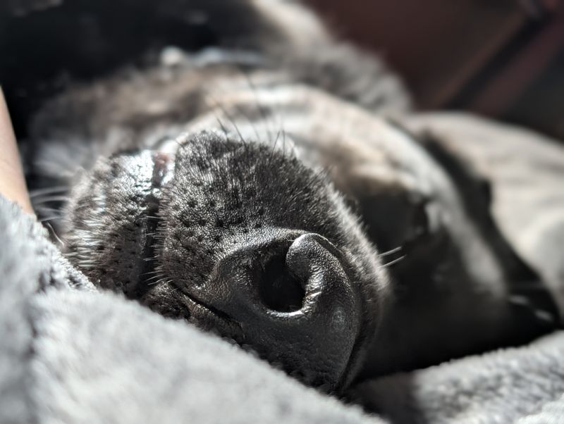 Rally Snoots and Boops Say Thank You
