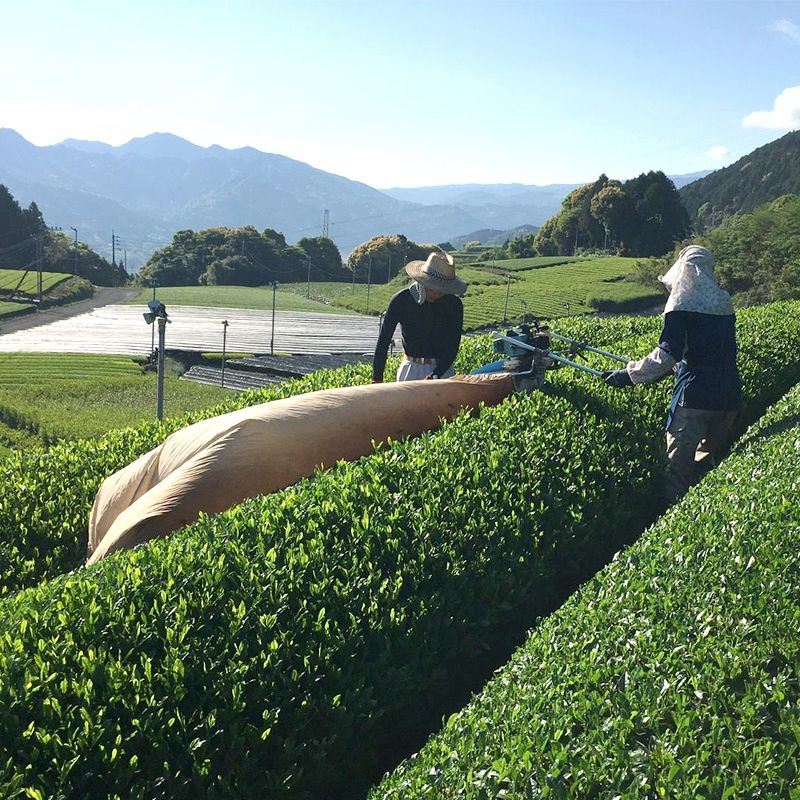 The global matcha boom has a dark side.