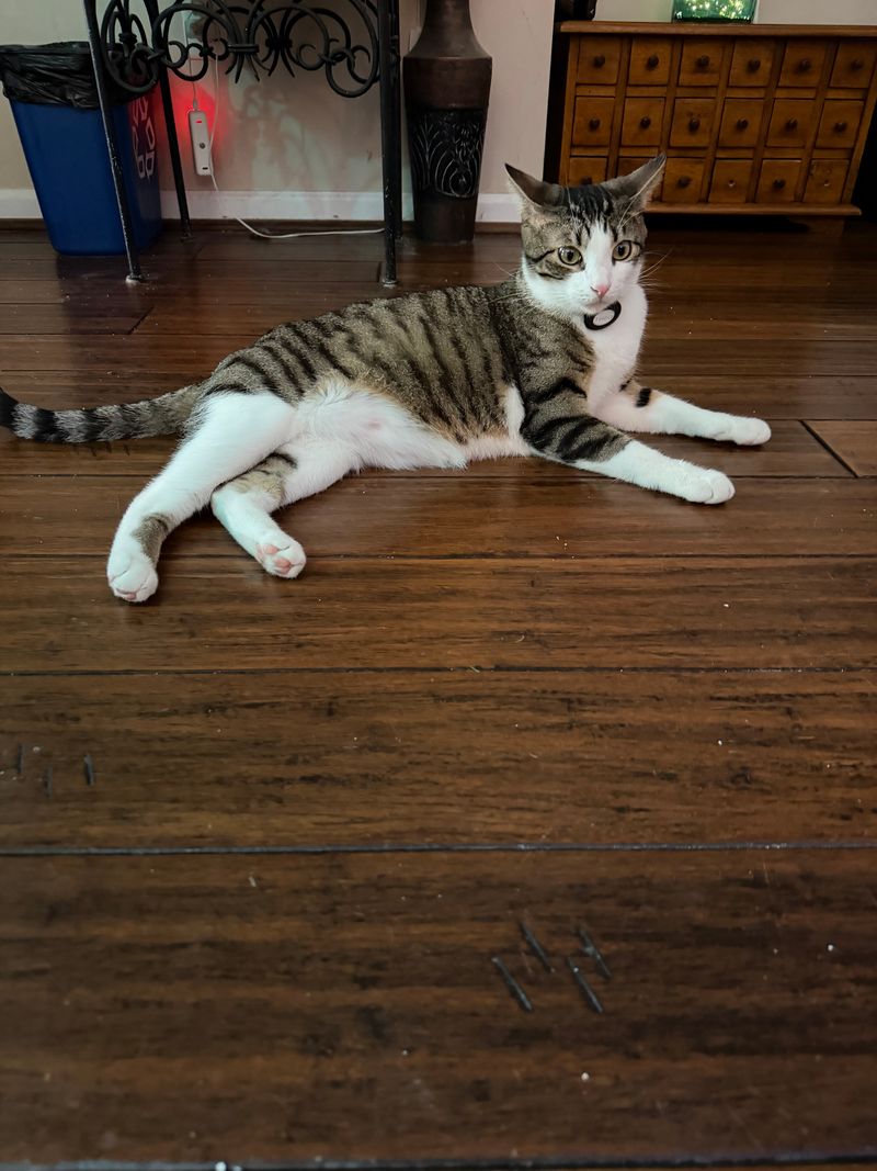 Theo Thy Cat - My Son