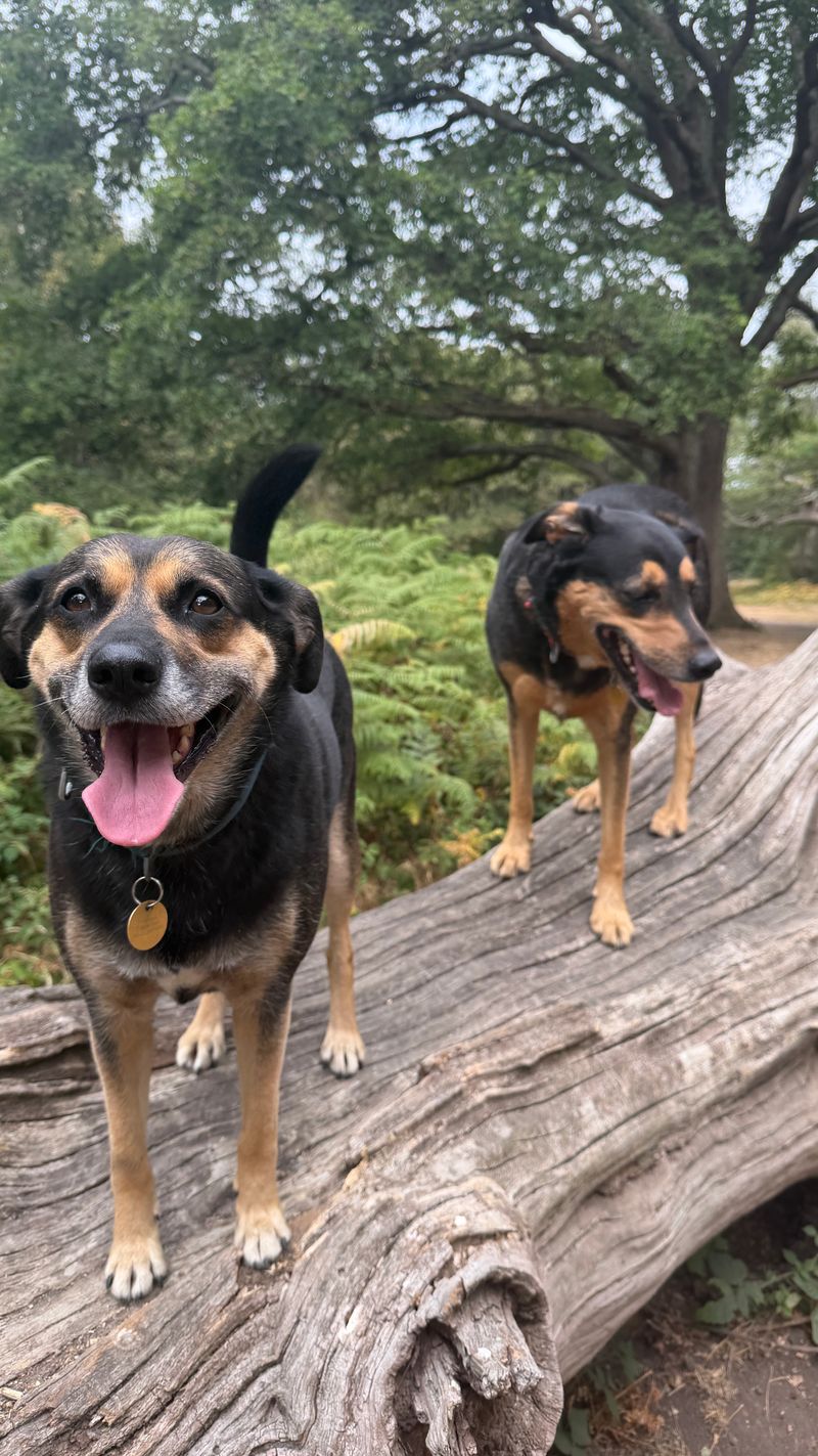 Our 2 rescues Manu and Puru