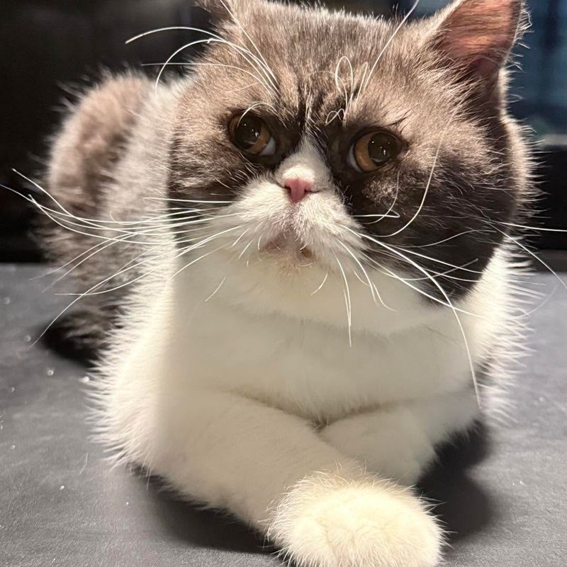 Gray, the building cat