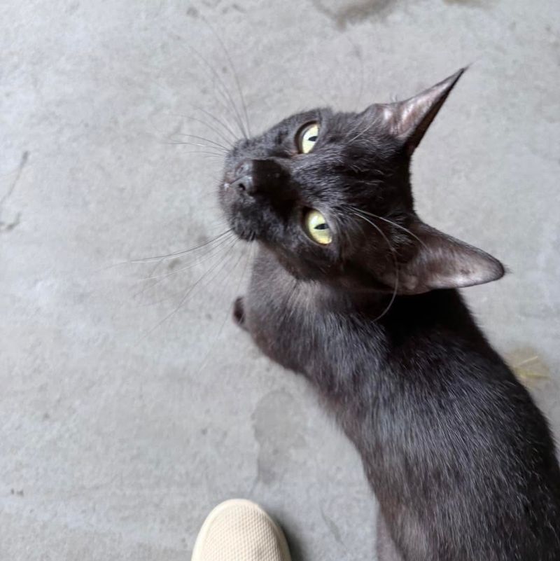 A little blackie friend