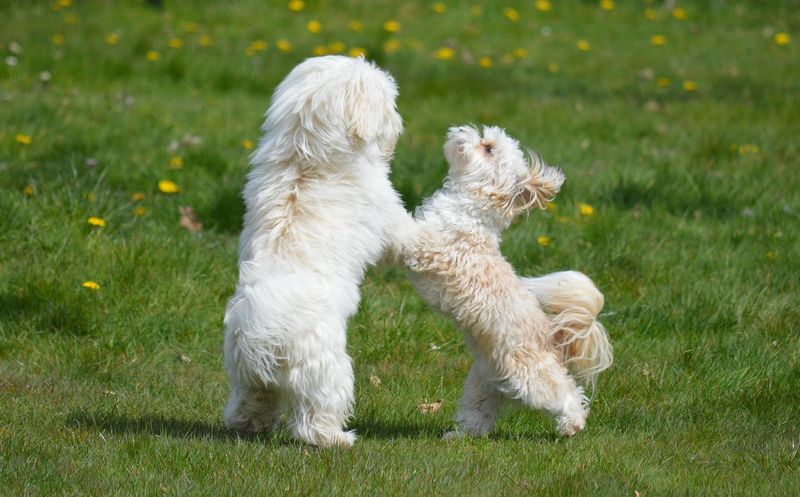 Your pet’s mischief could mean something nice