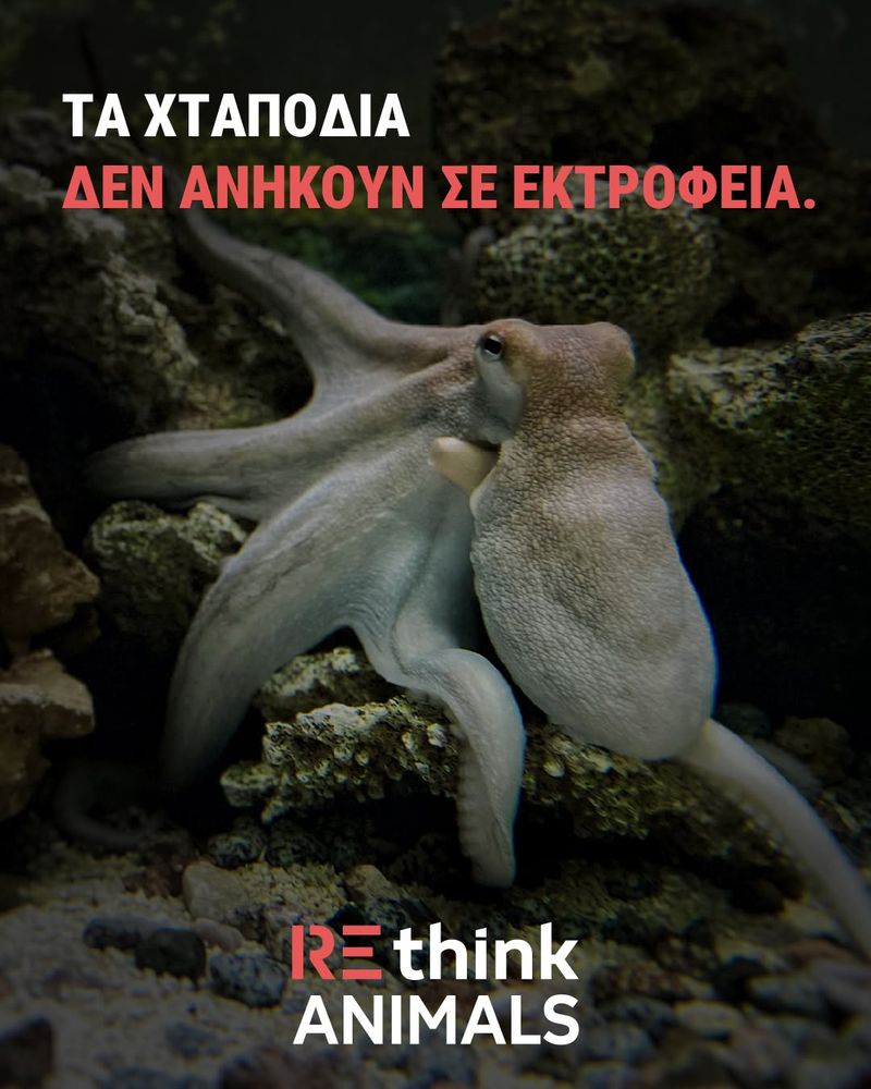 Octopuses belong in the ocean, not on farms | Τα χταπόδια δεν ανήκουν σε εκτροφεία