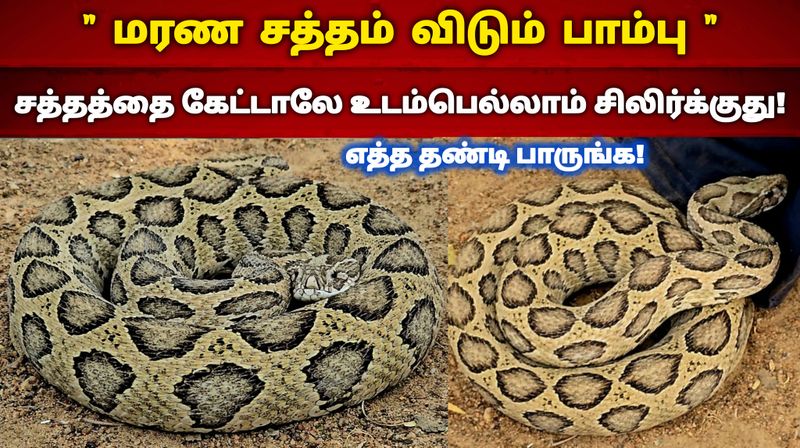 Russell's viper Rescue Video 😱🐍