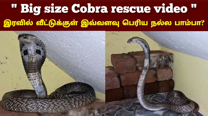 Cobra rescue video 📸