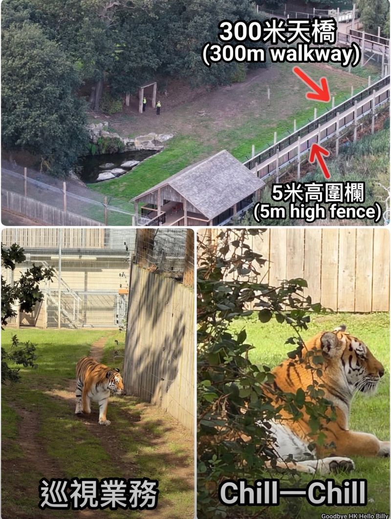 Yorkshire動物園西伯利亞虎因為天性要被人道毁滅？