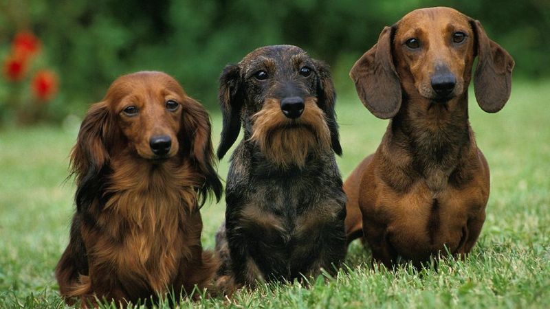 There's Dachshunds everywhere