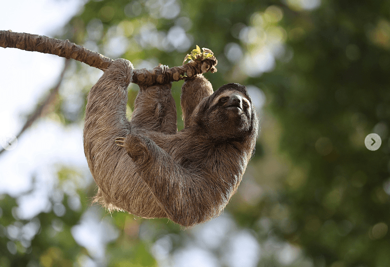 Over 30 sloths die at warehouse tourist attraction