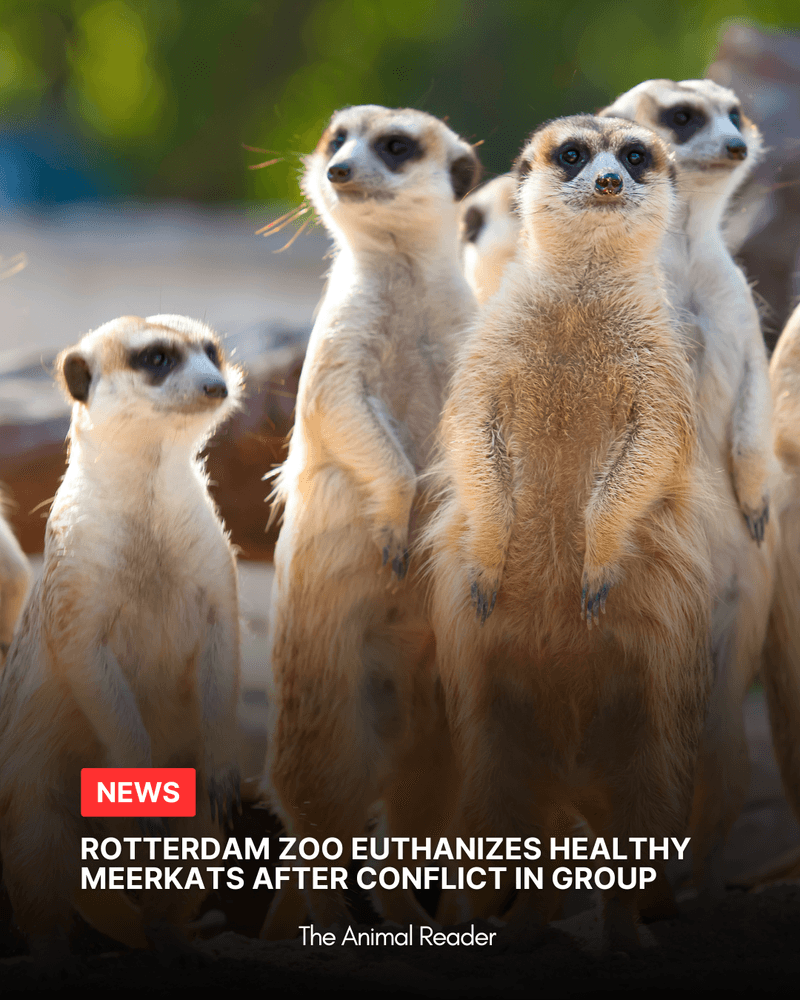 Zoo Blijdorp in the Netherlands euthanizes healthy meerkats after males fight