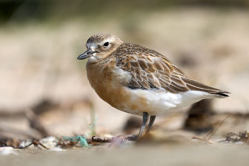 Tūturiwhatu at Te Hāruhi