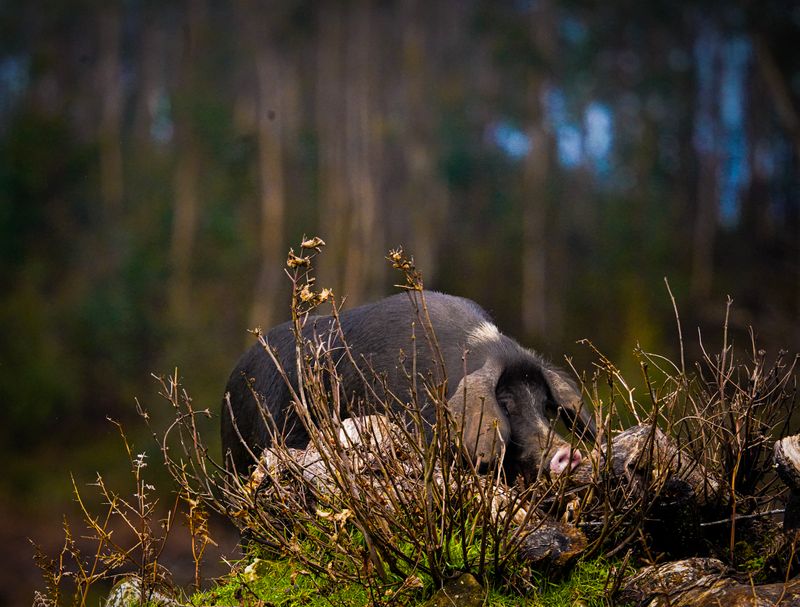 Schwein in den Bergen von Foja