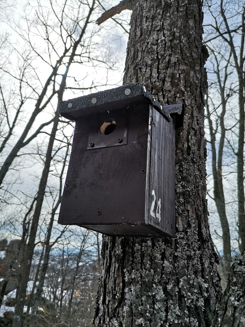 Welcome to My Nestbox Project!