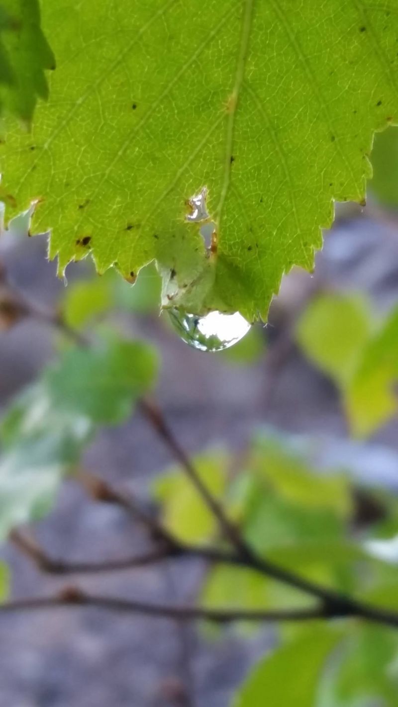 Springtime...greentime...the light is coming back after a long very cold winter!