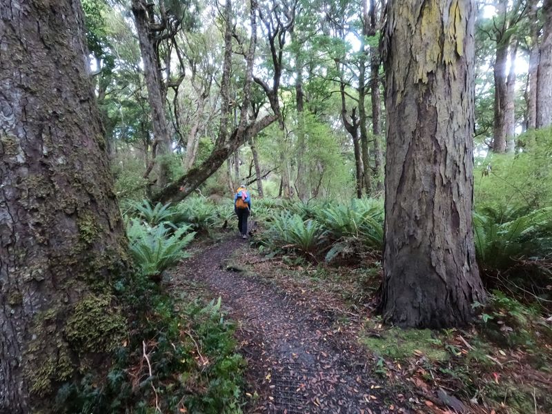 Rakiura Track: Day 2